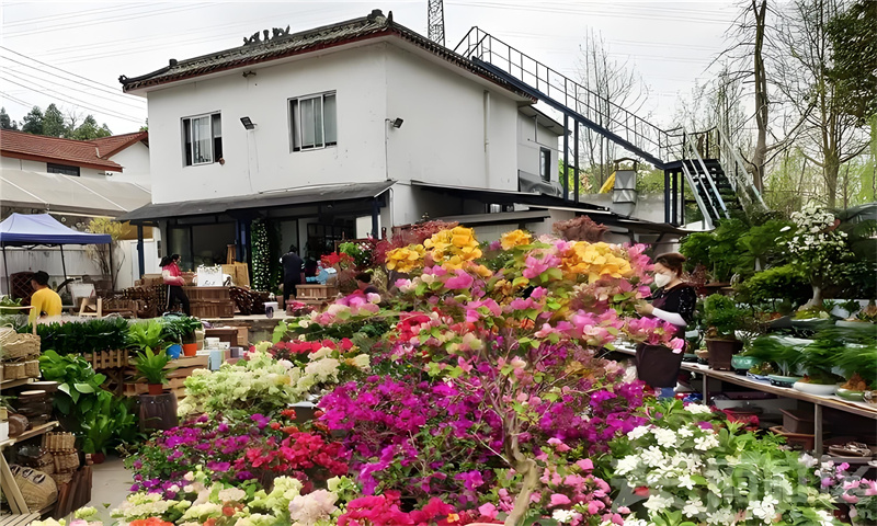 三圣乡花卉产业园